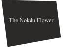 thenockuflower